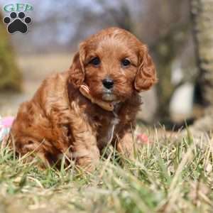 Phoenix, Cavapoo Puppy